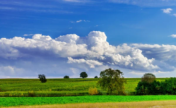 Maïs mûr et ciel bleu vif avec de beaux nuages — Photo