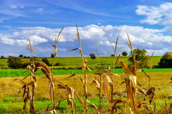 Mais maturo e cielo azzurro vivo con belle nuvole — Foto Stock