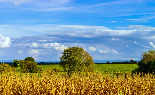 成熟的玉米和生动的蓝天与美丽的云 — 图库照片