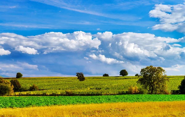 Érett kukorica és élénk kék ég gyönyörű felhők — Stock Fotó