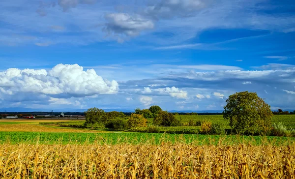 Dojrzała kukurydza i żywy niebieski niebo z chmurami piękne — Zdjęcie stockowe