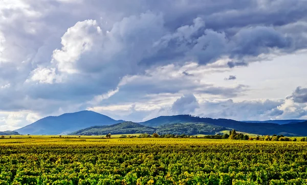 Hermosa luz del sol sobre viñedos con cielo azul y montañas en — Foto de Stock