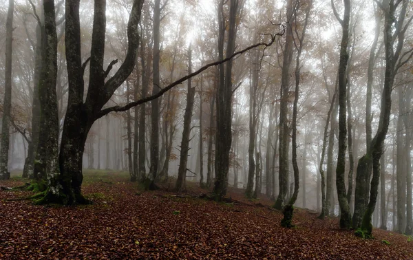 Gyönyörű őszi erdőben a köd, a moha és a piros levelek — Stock Fotó