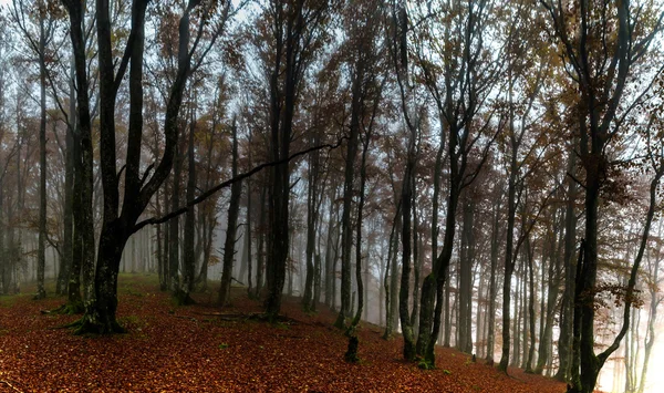 Gyönyörű őszi erdőben a köd, a moha és a piros levelek — Stock Fotó