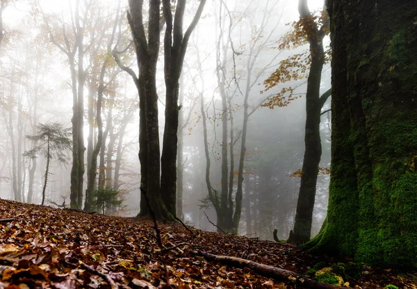 Hermoso bosque otoñal con niebla, musgo y hojas rojas Imágenes de stock libres de derechos