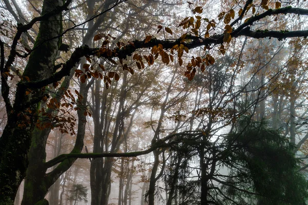 美丽的秋天森林雾、 苔藓与红叶 — 图库照片