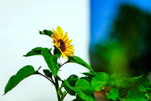 美丽的向日葵在蓝色天空背景下，夏季的一天 — 图库照片