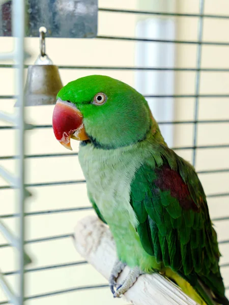 Beautiful green parrot living at home — Stock Photo, Image