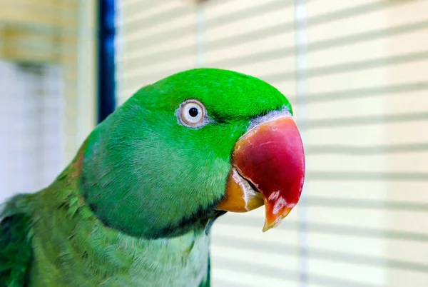 Beautiful green parrot living at home — Stock Photo, Image