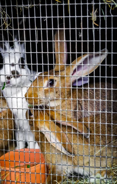 Кролики в клетке на ферме — стоковое фото