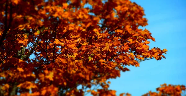 Foglie autunnali rosse su sfondo cielo blu — Foto Stock