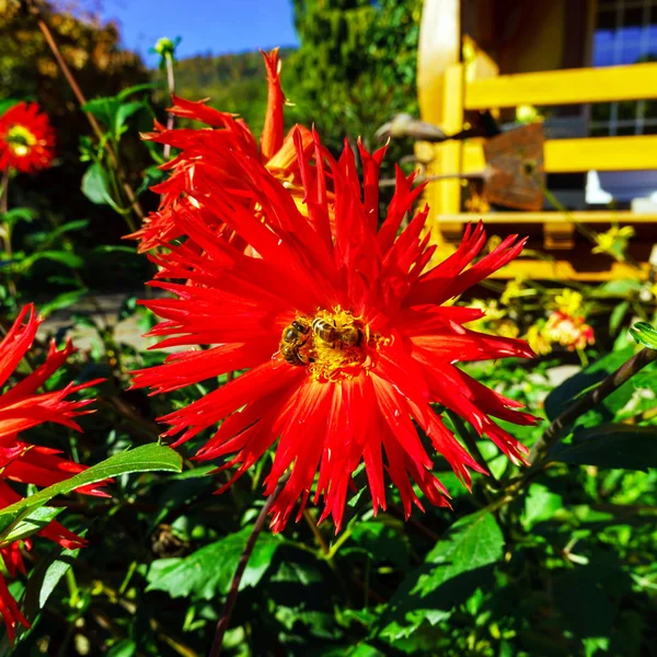 Twee bijen op de grote rode bloem in de tuin — Stockfoto