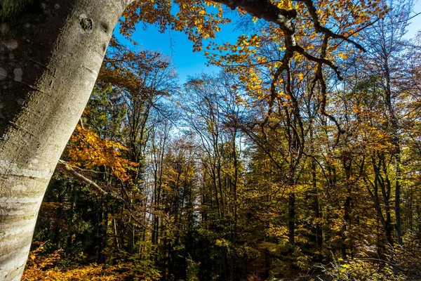 Färgglad höst skogsutsikt, Alsace — Stockfoto