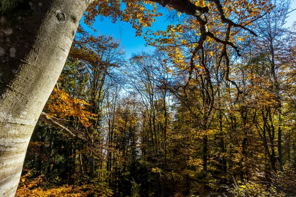 Colorata vista sulla foresta autunnale, Alsazia — Foto Stock