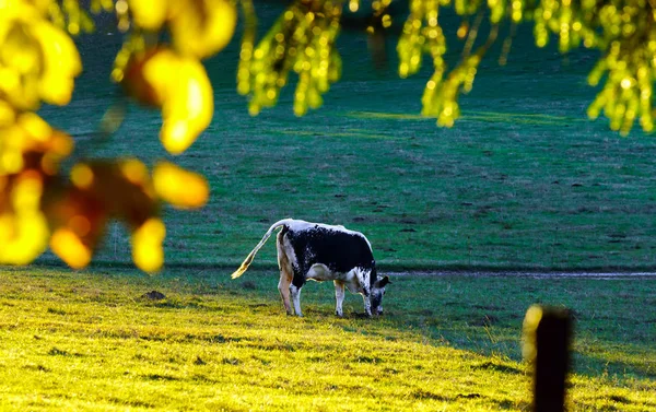 Vacas blancas y negras en pastos, vista al atardecer —  Fotos de Stock