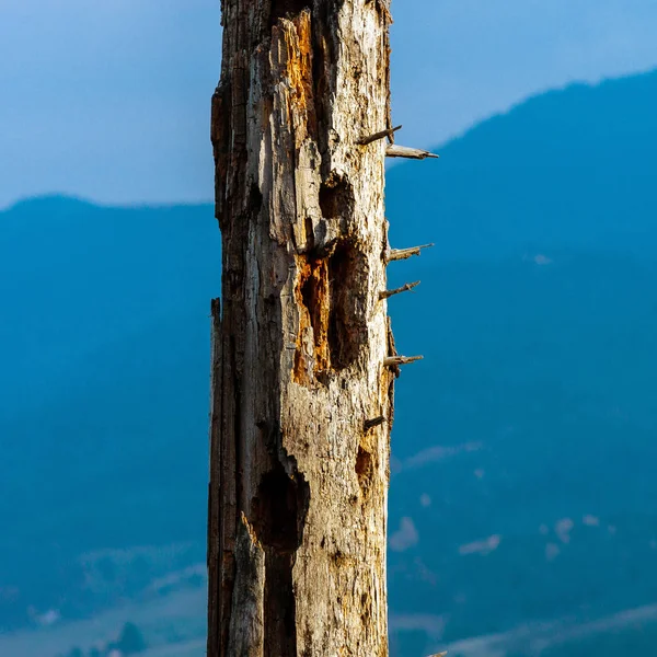 산에 나무의 오래 된 시체 — 스톡 사진