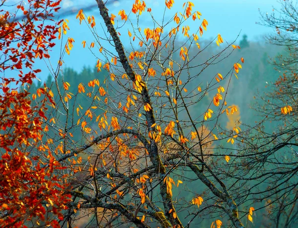 Hermosos colores de otoño en las montañas, vista natural del paisaje — Foto de Stock