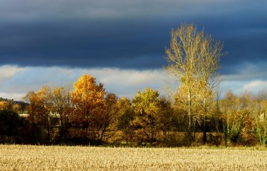 Geçen sonbahar gün sarı alan