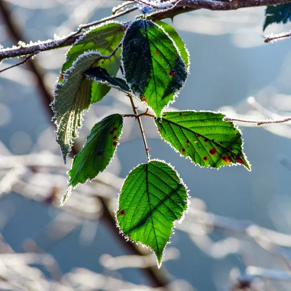 Poslední zelené listy kryta white frost — Stock fotografie