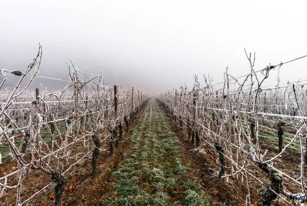 December in vineyards. Magic frozen branches covered by  frost.