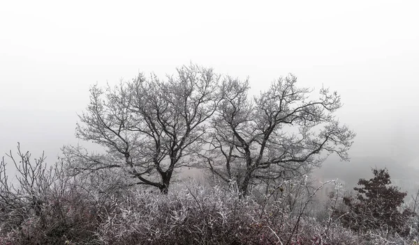 December in vineyards. Magic frozen branches covered by  frost. — Stock Photo, Image