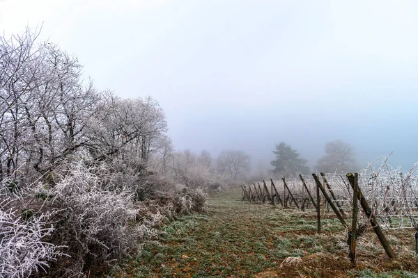 Dicembre nei vigneti. Magici rami congelati ricoperti di gelo . — Foto Stock