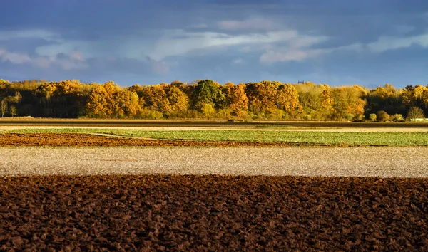 Champs jaunes aux derniers jours d'automne — Photo