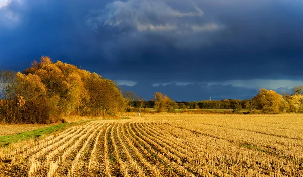 Gelbe Felder an letzten Herbsttagen — Stockfoto