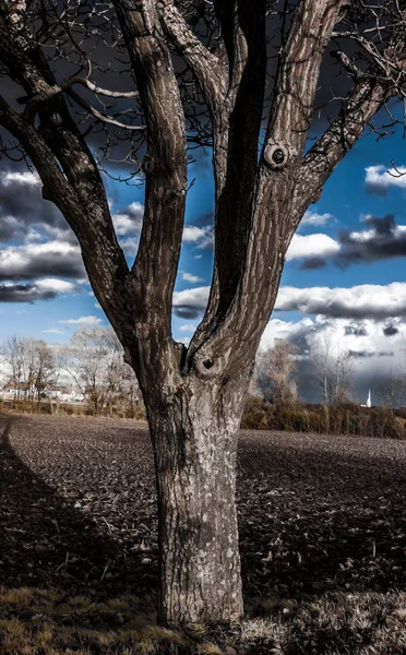 Retrato de contraste infrarrojo de hermoso árbol —  Fotos de Stock