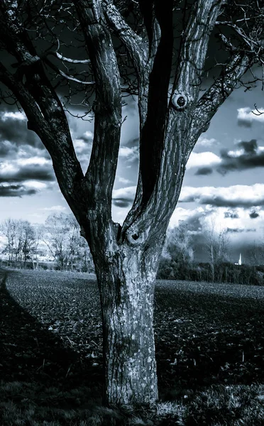 아름 다운 나무의 적외선 대비 초상화 — 스톡 사진