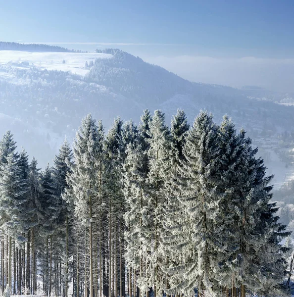 Winter forest met majestueuze uitzicht op bevroren bomen. Winter in de natuur. Pittoreske en prachtige winterse scène. — Stockfoto