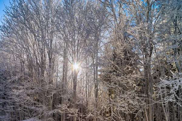 Bosque de invierno con árboles congelados vista majestuosa. Invierno en naturaleza . —  Fotos de Stock