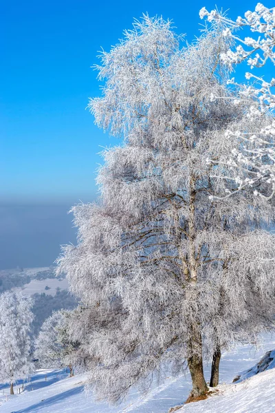 Beautiful white frozen trees on blue sky background. Picturesque — Stock Photo, Image