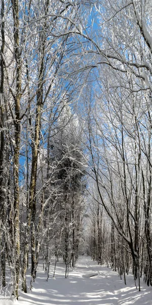Bosque de invierno con árboles congelados vista majestuosa. Invierno en naturaleza. Pintoresca y hermosa escena invernal . —  Fotos de Stock