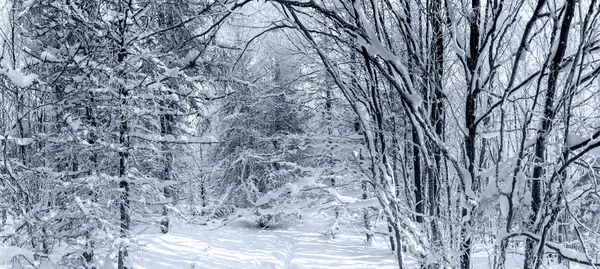 Bosque de invierno con árboles congelados vista majestuosa. Invierno en naturaleza. Pintoresca y hermosa escena invernal . —  Fotos de Stock