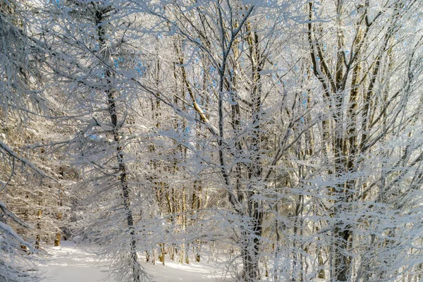 Winter forest with frozen trees majestic view. Winter in nature. — Stock Photo, Image