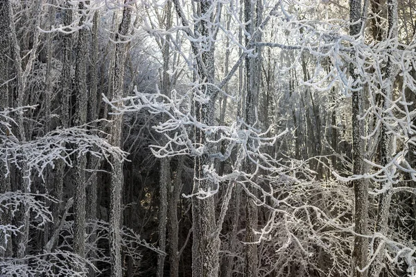 Bosque de invierno con árboles congelados vista majestuosa. Invierno en naturaleza . —  Fotos de Stock