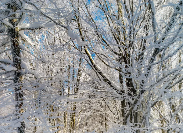 Winter forest with frozen trees majestic view. Winter in nature. — Stock Photo, Image