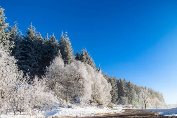 Mooie witte bevroren bomen op blauwe hemelachtergrond. Pittoreske — Stockfoto