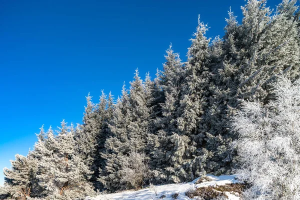 Mooie witte bevroren bomen op blauwe hemelachtergrond. Pittoreske — Stockfoto