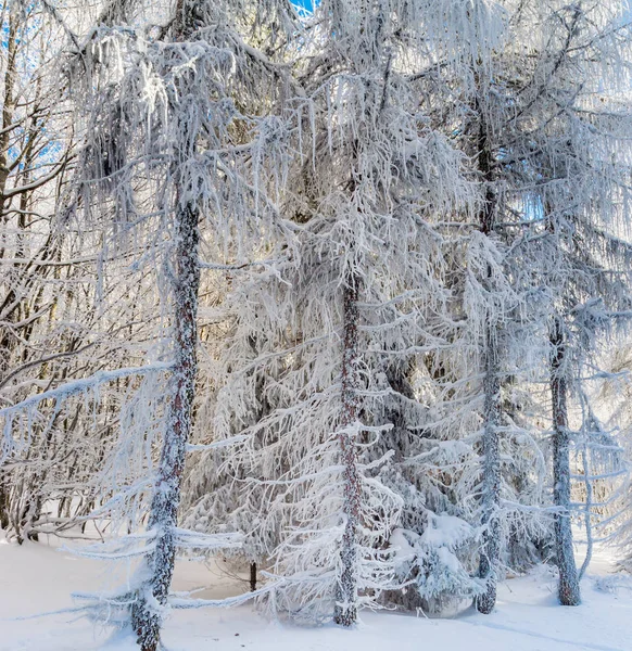 Bosque de invierno con árboles congelados vista majestuosa. Invierno en naturaleza . —  Fotos de Stock