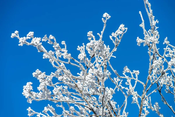 Krásné bílé zmrzlé stromy na pozadí modré oblohy. Malebný — Stock fotografie