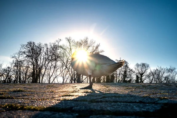 鮮やかな青い w 川近くの太陽の美しいホワイト スワン — ストック写真