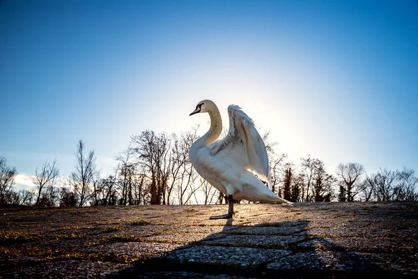 Hermoso cisne blanco en el sol cerca del río con w azul vivo —  Fotos de Stock