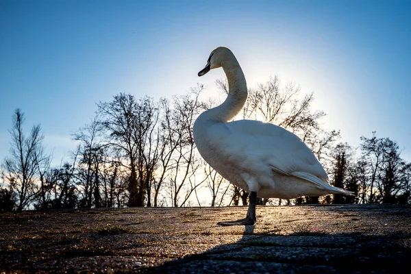 Krásná Bílá labuť na slunci u řeky s živými modré w — Stock fotografie