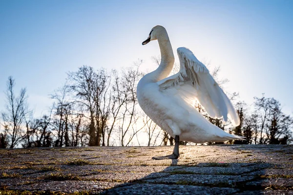 Hermoso cisne blanco en el sol cerca del río con w azul vivo —  Fotos de Stock