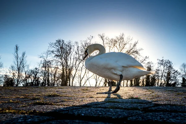 Beautiful white swan on the sun near the river with vivid blue w — Stock Photo, Image