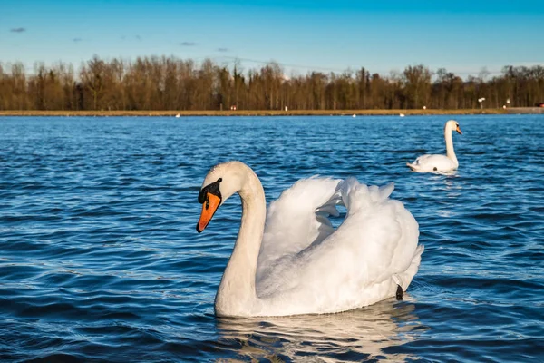 Krásná Bílá labuť na slunci u řeky s živými modré w — Stock fotografie