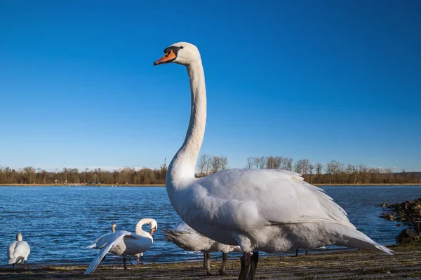 Beautiful white swan on the sun near the river with vivid blue w — Stock Photo, Image