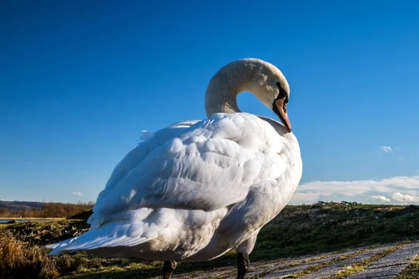 Hermoso cisne blanco en el sol cerca del río con w azul vivo —  Fotos de Stock